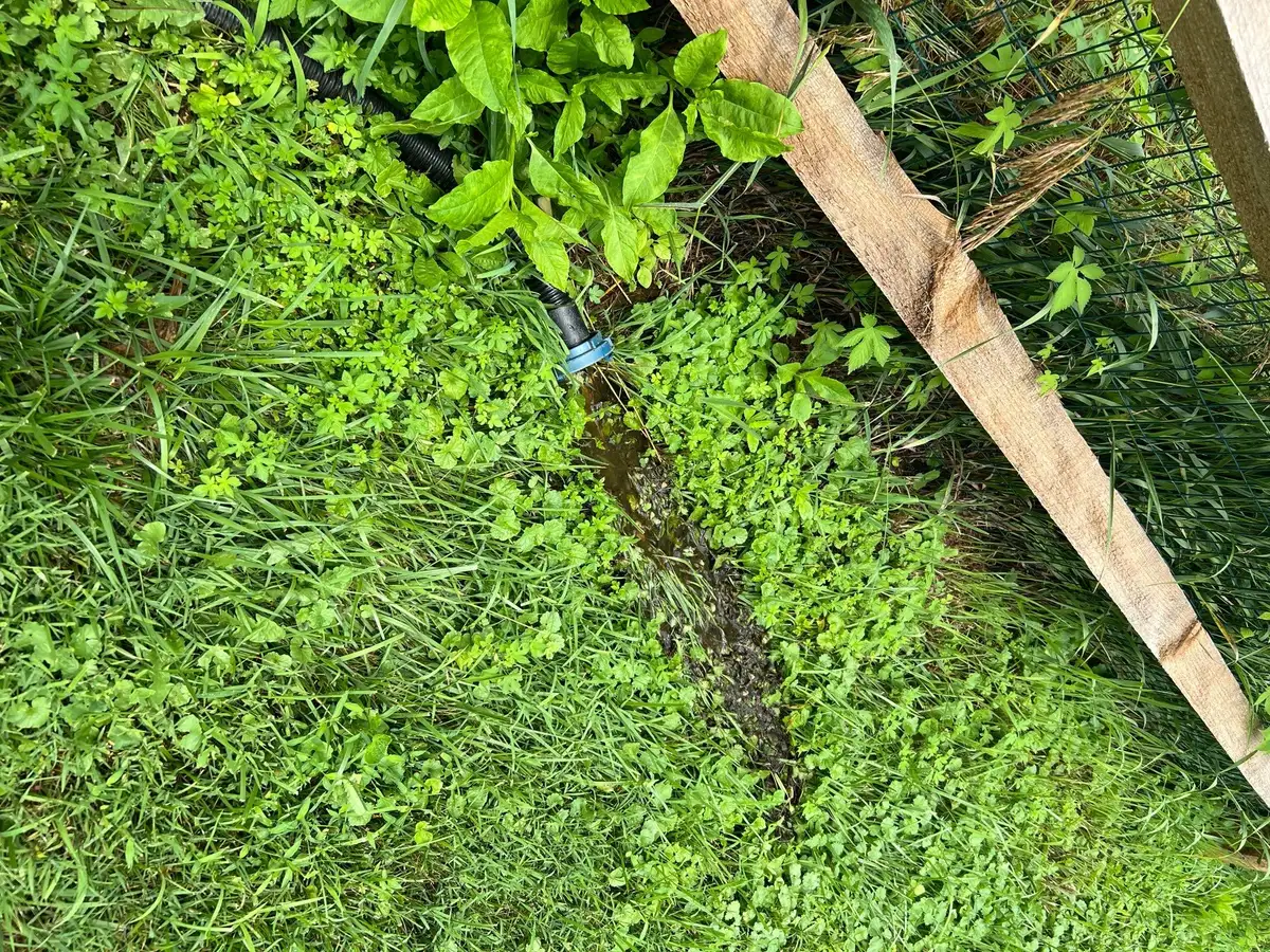 Aquatic plantings near pond edge