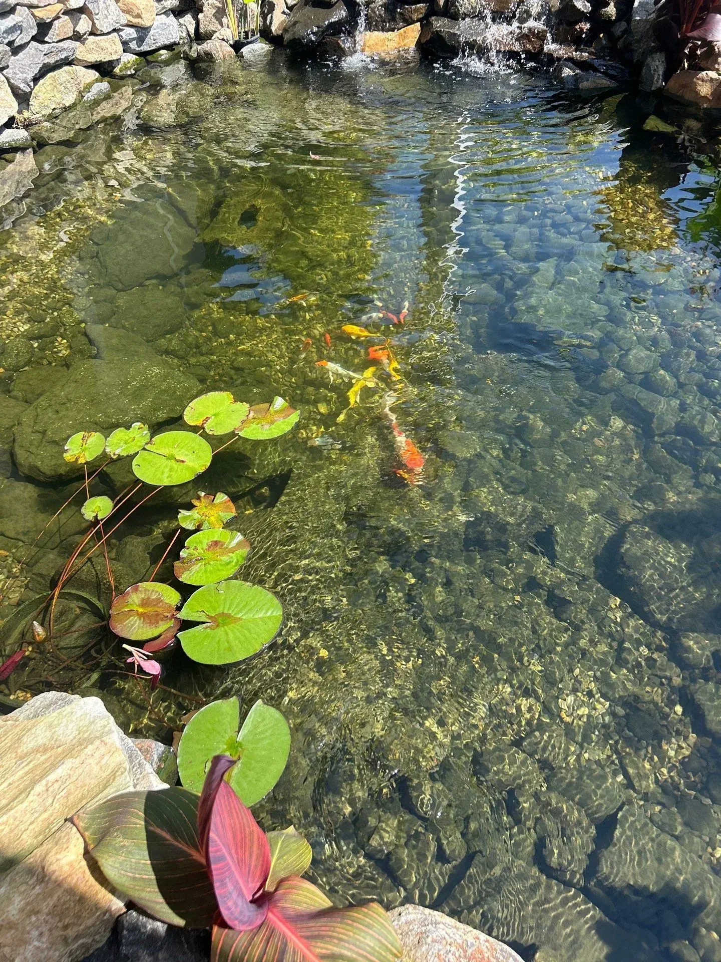 Clear pond water revealing submerged stone, aquatic plants, and water lilies