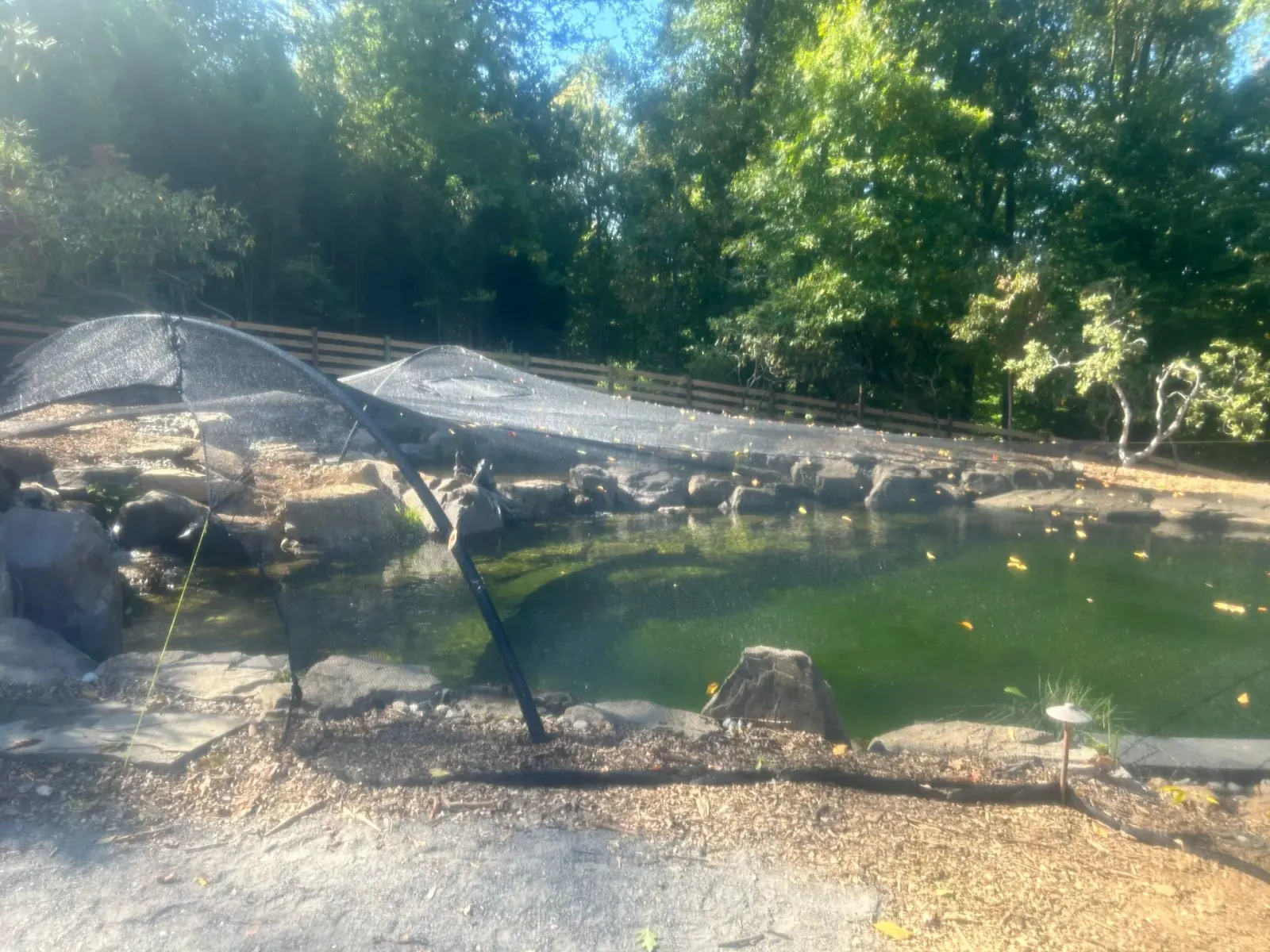 Custom pond netting secured around an established backyard water feature