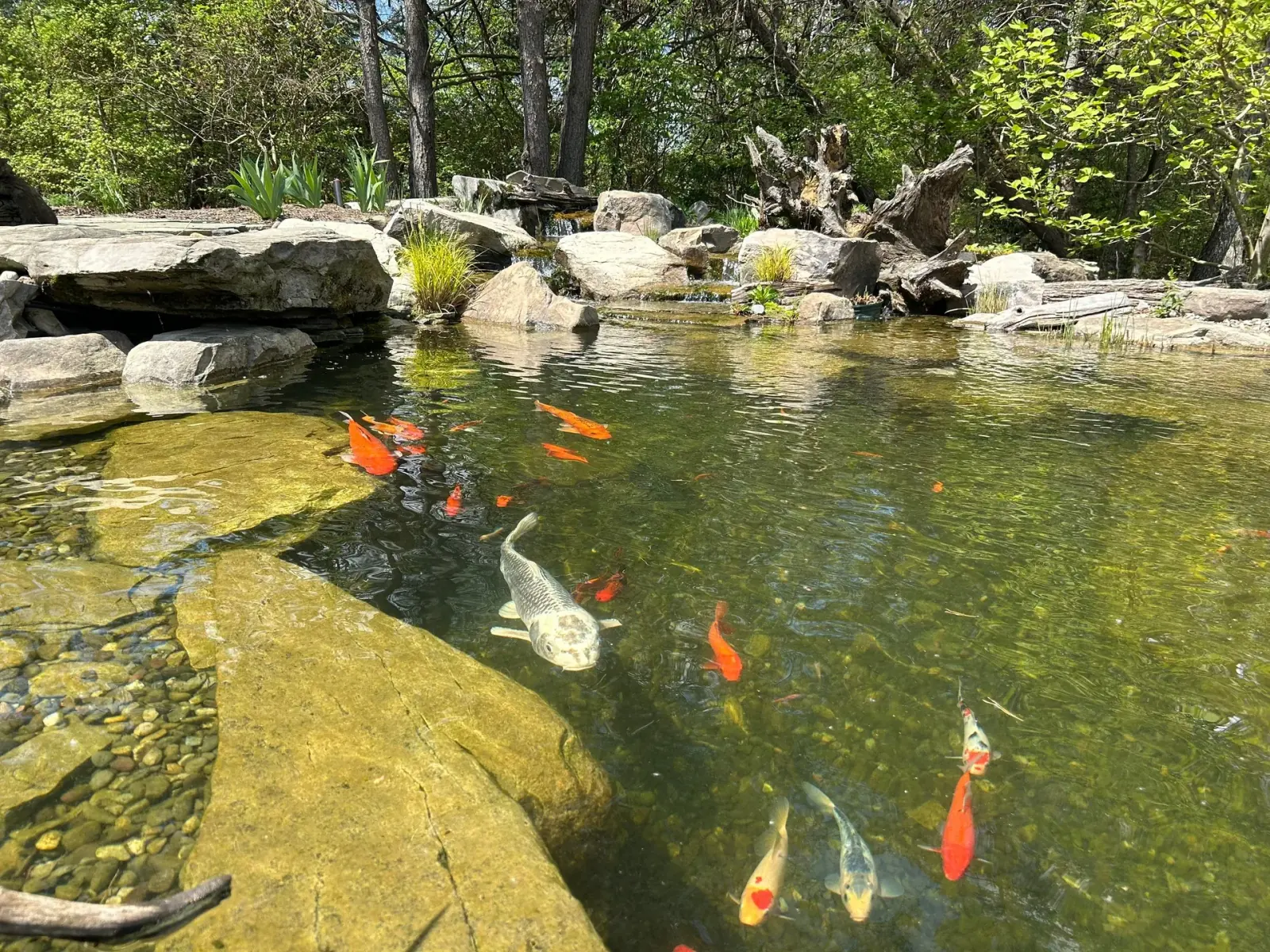Rock Water Ponds technician providing professional maintenance for an established backyard pond