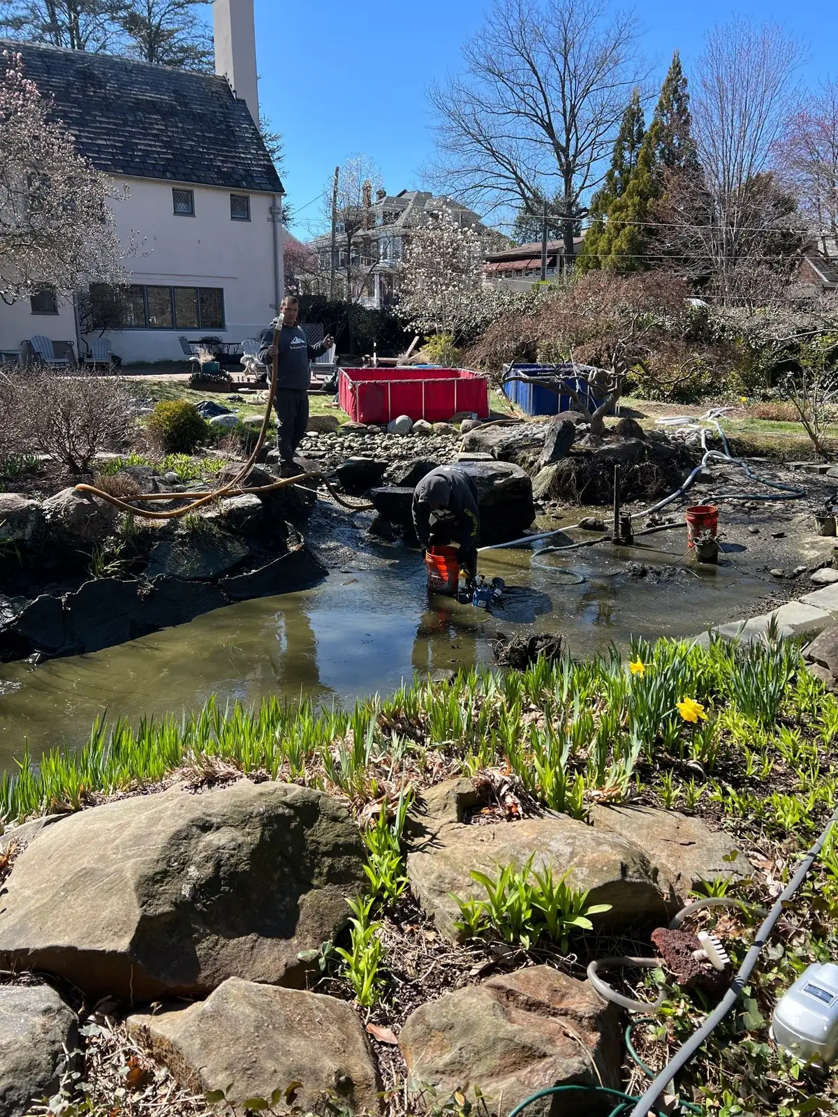 Healthy koi returned to clean pond after relocation