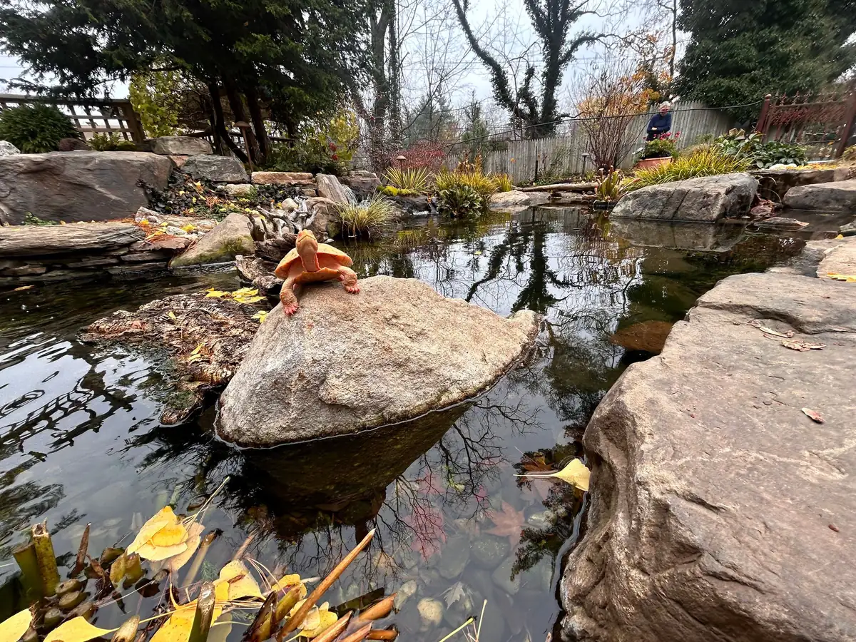 Natural stone backyard pond with aquatic plants and moving water